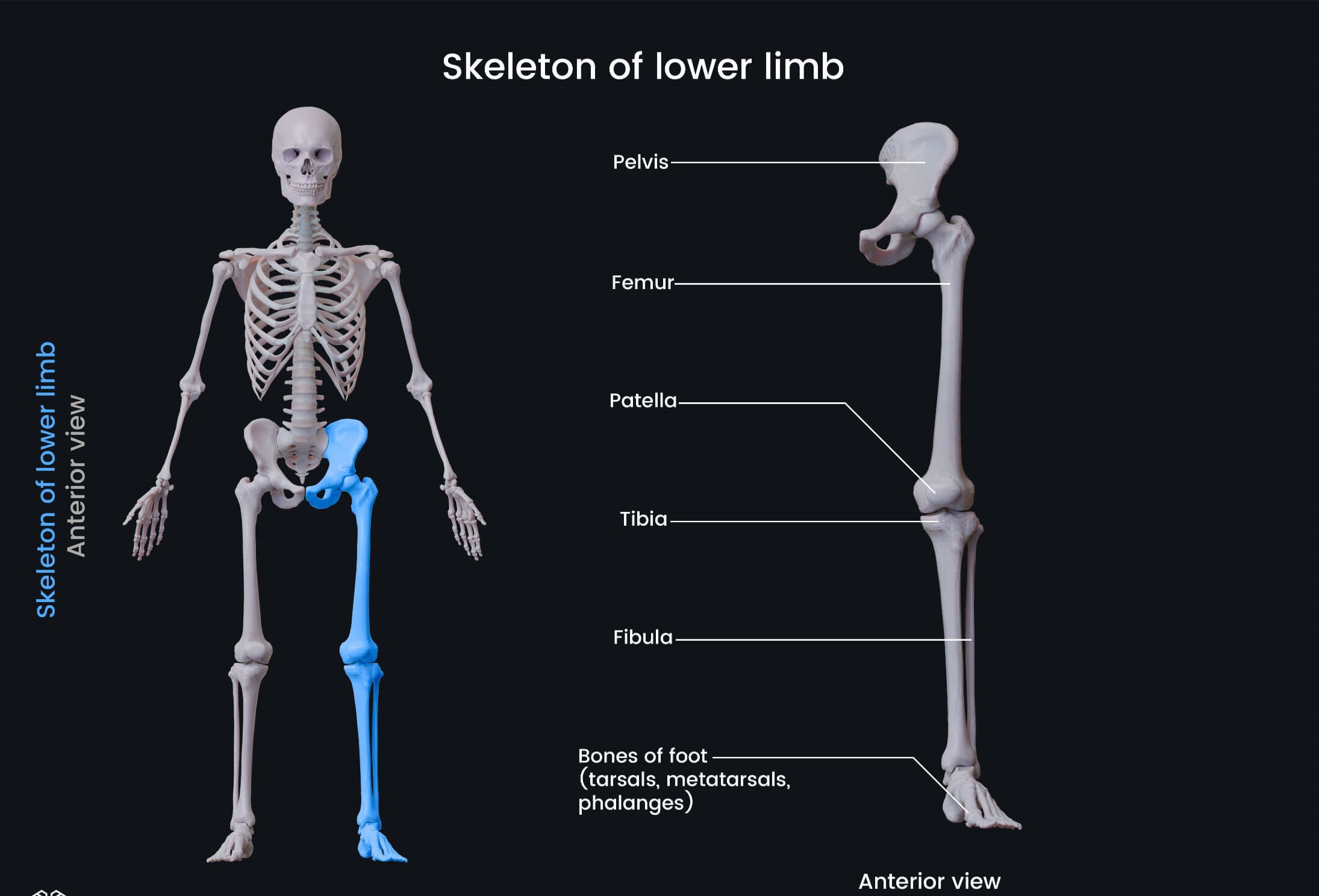 Gebe Orthotics & Prosthetic Services - Lower-Limb Prosthetics